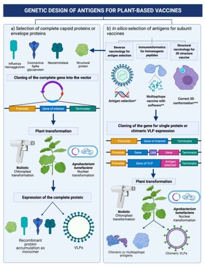 Vaccines Free Full Text Plant Based Vaccines Antigen Design