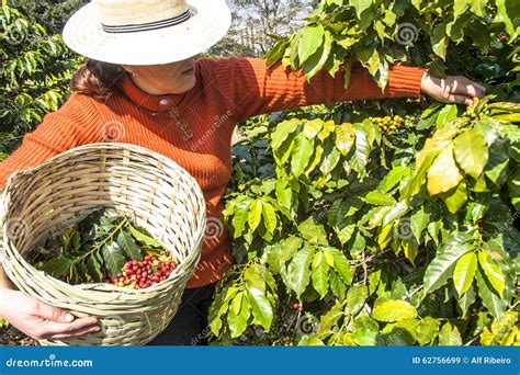 Harvesting Coffee Editorial Stock Image Image Of Colors 62756699