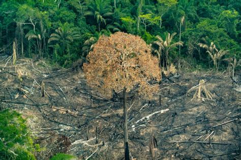 Inpe desmatamento na Amazônia tem pior outubro da série histórica