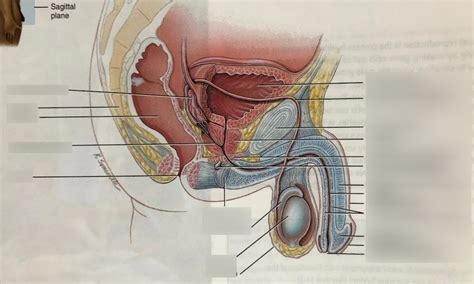 Diagram Of Male Reproductive System Module 11 Quizlet