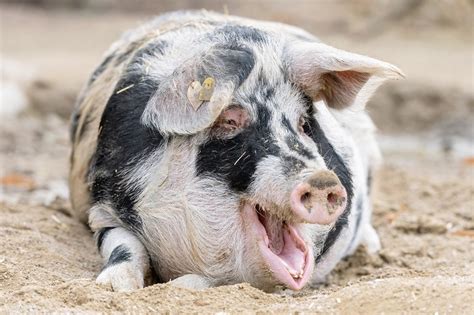 Turopolje Schwein Tiergarten Schönbrunn