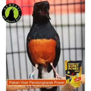 Jual Voer Murai Batu Super Power Platinum Pakan Burung Harian Lomba