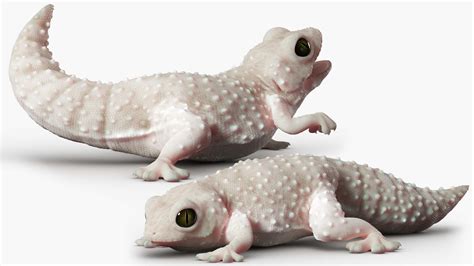 Gecko Reptile 3d Model By Jebcg