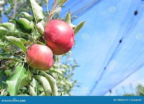 Braeburn And Idared Apple Orchard In Autumn Stock Image Image Of