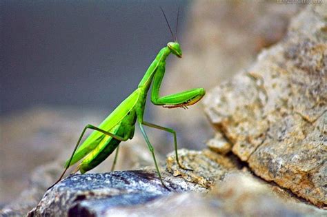 Paulbarford Heritage The Ruth Praying Mantis HD Wallpaper Pxfuel