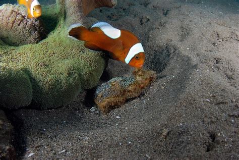 Premium Photo Saddleback Anemonefish Amphiprion Polymnus Takes Care