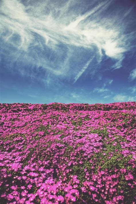 Pink Flower Field Under Blue Sky 1266498 Stock Photo At Vecteezy