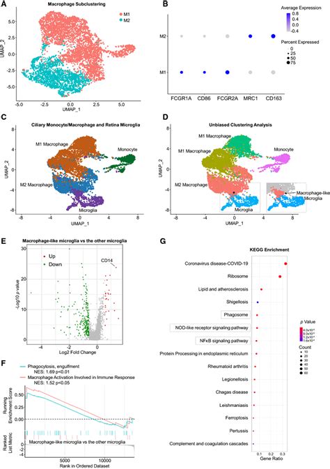 Transitional States Of The Ciliary Macrophage A Umap Visualization Of Download Scientific