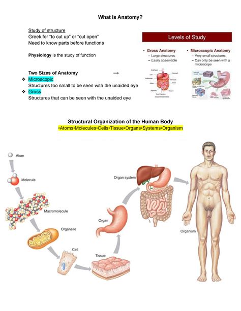 What Is Anatomy Structural Organization Of The Human Body