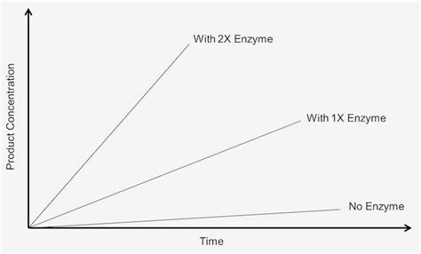 Effect Of Enzyme Concentration On Enzymatic Reaction Creative Enzymes