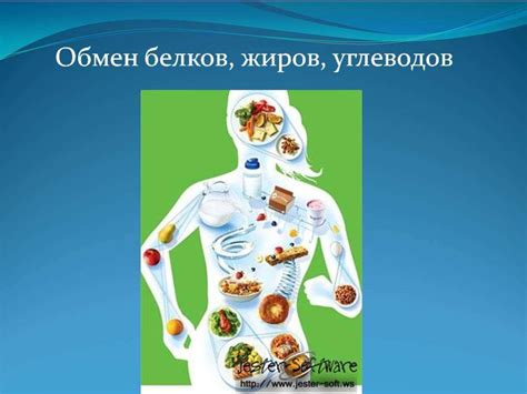Обмен веществ - online presentation