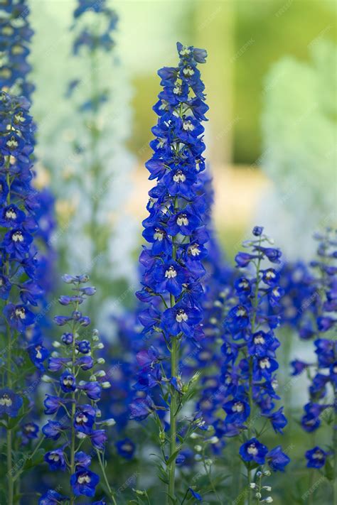 Premium Photo | Delphinium in the garden. delphinium low mixture