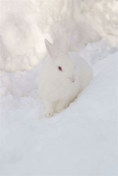 Snow Bunny Animals Animals Beautiful Snow Bunnies