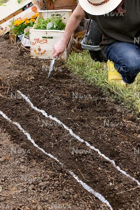 Planting Carrot Seed Tapes