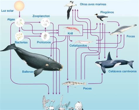 Ejemplos De Cadenas Alimenticias Y Redes Troficas Colecci N De Ejemplo
