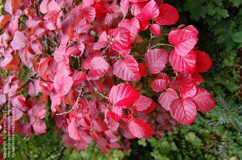 Plantfiles Pictures Fothergilla Species Large Fothergilla Mountain