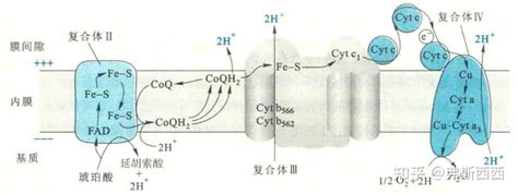 生化——生物氧化 知乎