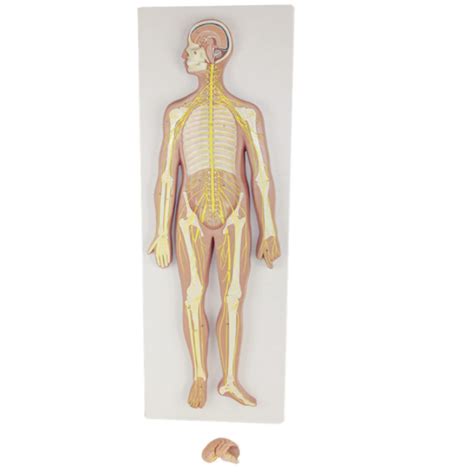 Buy ROSG Anatomy Model Human Nervous System Model Assembly Educational