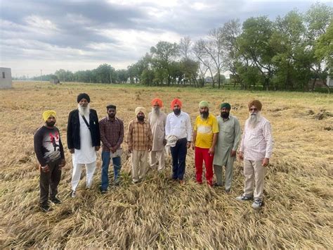 Moga News Rain Weather Wheat Crop Destroyed मोगा में किसानों की