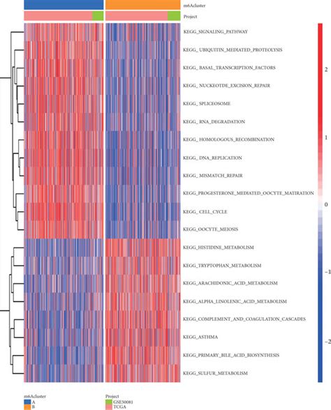 Enrichment Analysis Of Different M6a Methylation Modification Patterns