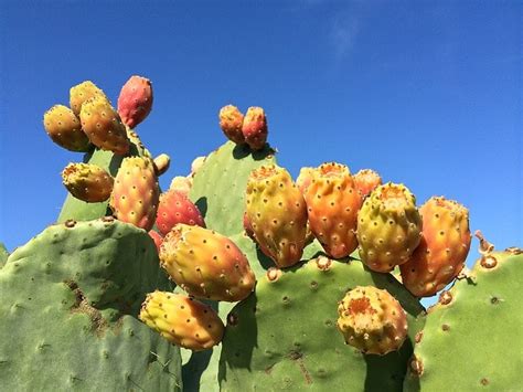 Cactáceas qué son características hábitat cultivo usos y especies