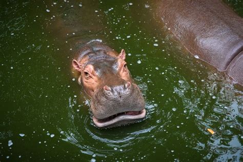 Hippo underwater | Free Photo