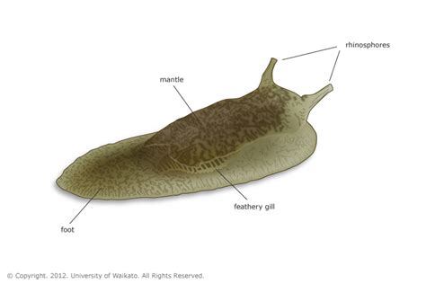 Grey side-gilled sea slug sketch — Science Learning Hub