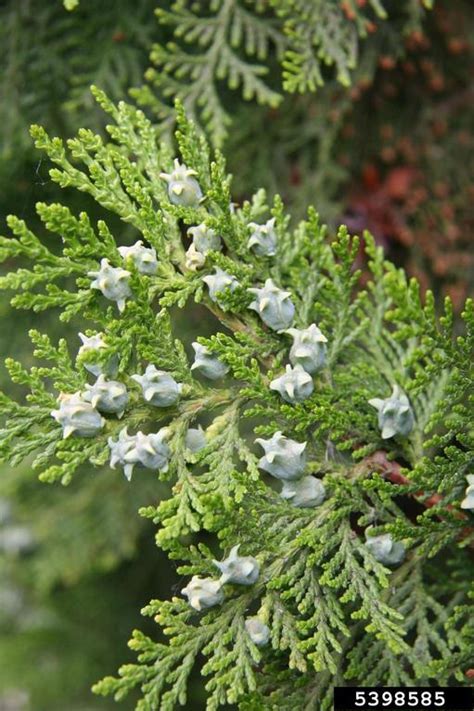 Oriental Arborvitae Platycladus Orientalis Pinales Cupressaceae