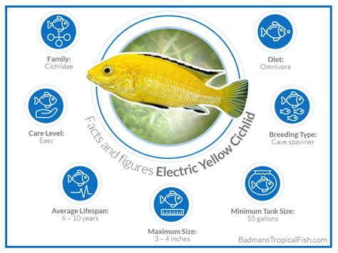 Electric Yellow Cichlid What You Need To Know Before Getting One