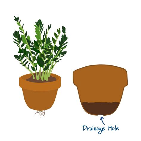 How To Repot A Houseplant Royal City Nursery Blog