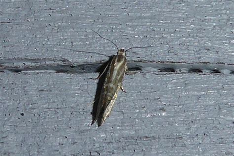 Glyphipterix From Waikouaiti New Zealand On March At Pm