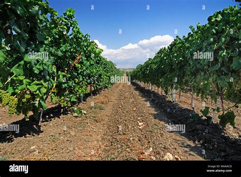 Vineyard Trellis System Hi Res Stock Photography And Images Alamy