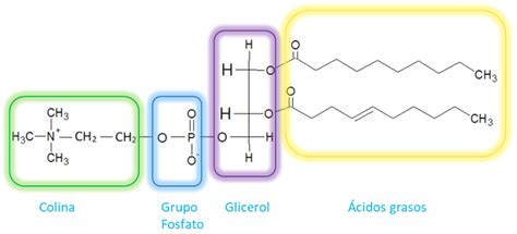 Definición de Lípidos (Grasas, Fosfolípidos y Esteroides); tipos, y ...