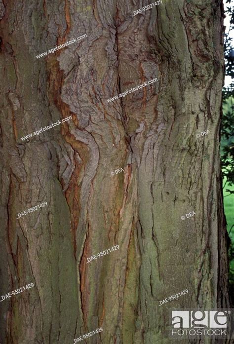 Silver Maple Bark Acer Saccharinum Aceraceae Sapindaceae Stock