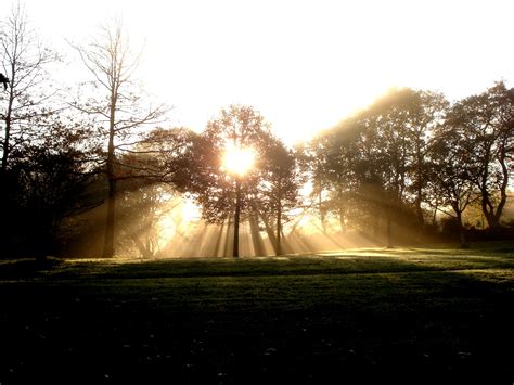 Free Images Landscape Tree Nature Branch Sun Fog Sunrise Sunset Mist Night Sunlight