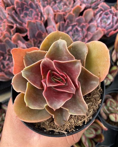 Echeveria Fireglow Tiajuanas Plants México