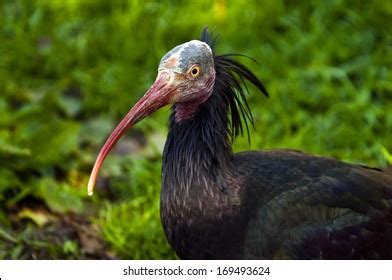 584 Waldrapp Ibis Images, Stock Photos & Vectors | Shutterstock