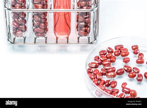 Red beans genetically modified, Plant Cell biotechnology Stock Photo ...