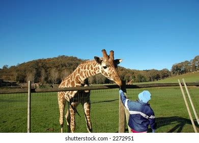 Feeding Giraffe Stock Photo 2272951 | Shutterstock