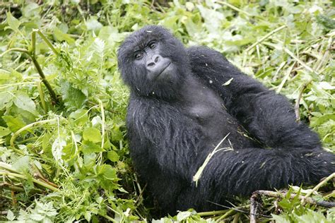 Rushaga Gorilla Habituation Safari From Kigali Gorilla Trekking From