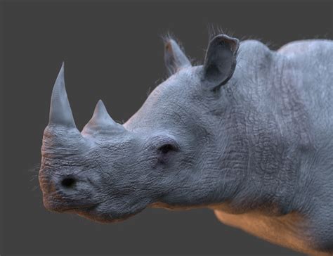 Rhino - Works in Progress - Blender Artists Community