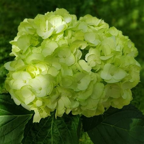 Fresh-Green Hydrangeas in Bulk, wholesale