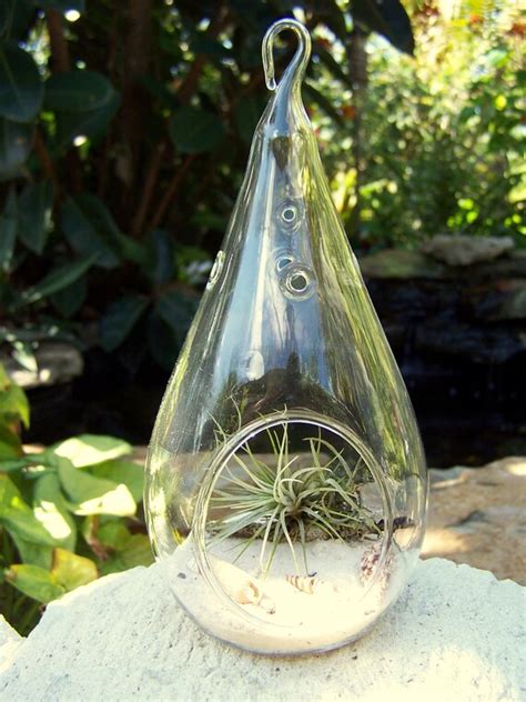 Items Similar To Diy Hanging Large Glass Globe Terrariums With Air Plant Vertical Gardening On Etsy