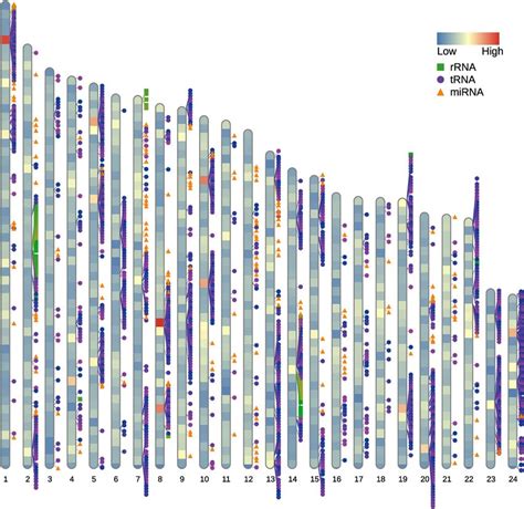 Gene Density On Each Pikeperch Chromosome Ordered By Length And