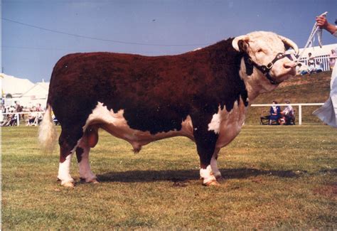 Black Hereford Bull Hereford Cattle Cattle Beef Cattle