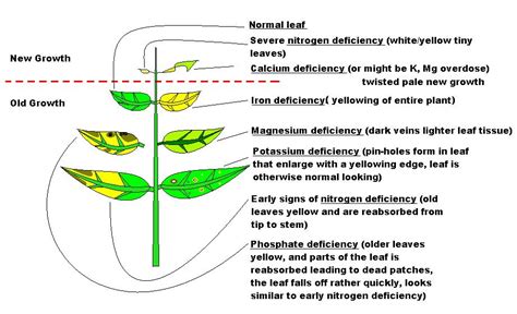 Plant Deficiency Picture Diagram - Plant Deficiencies - Aquatic Plant Central