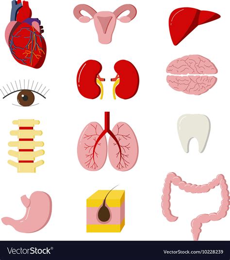 Set Human Body Organs Anatomy Design Royalty Free Vector