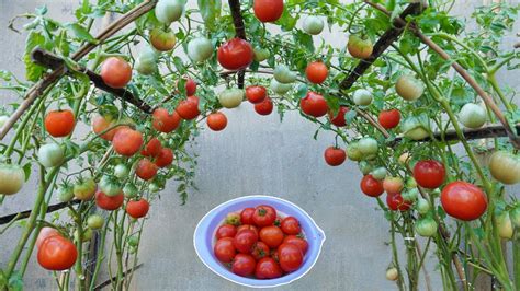 Tomatoes Grow Fast And Have Many Fruits If You Grow This Method