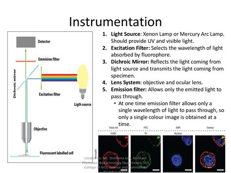 Fluorescence And Electron Microscopy