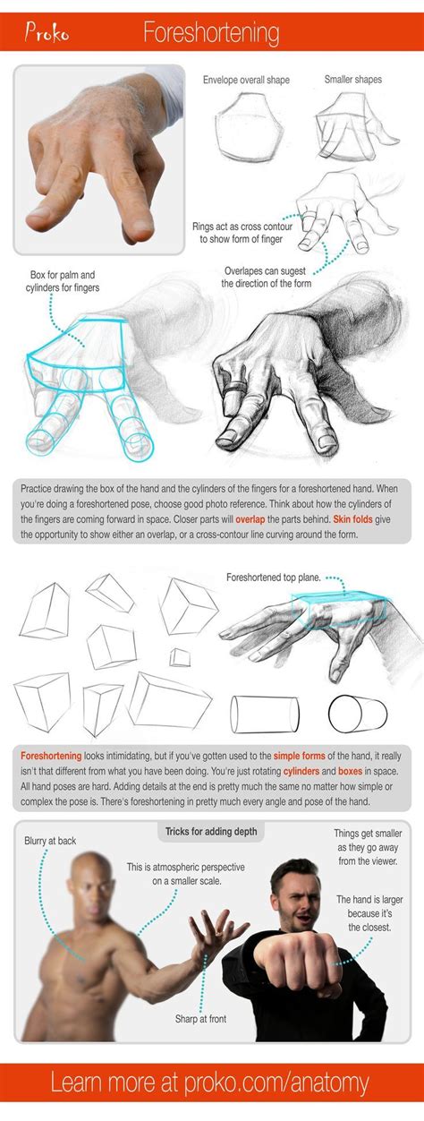 Proko - Anatomy of the Human Body | Anatomy tutorial, Human anatomy art ...